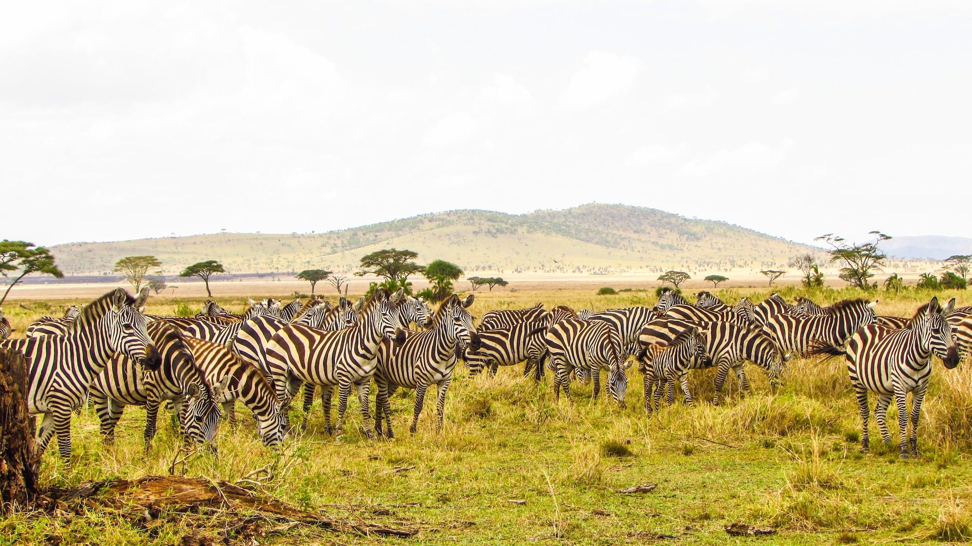 A Group Of Zebras In A Field